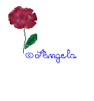 petite rose