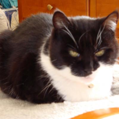 Caline  (1995-2011)
