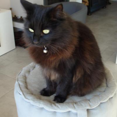 PRUNELLE (2014-2018)