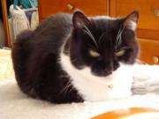 Caline  (1995-2011)